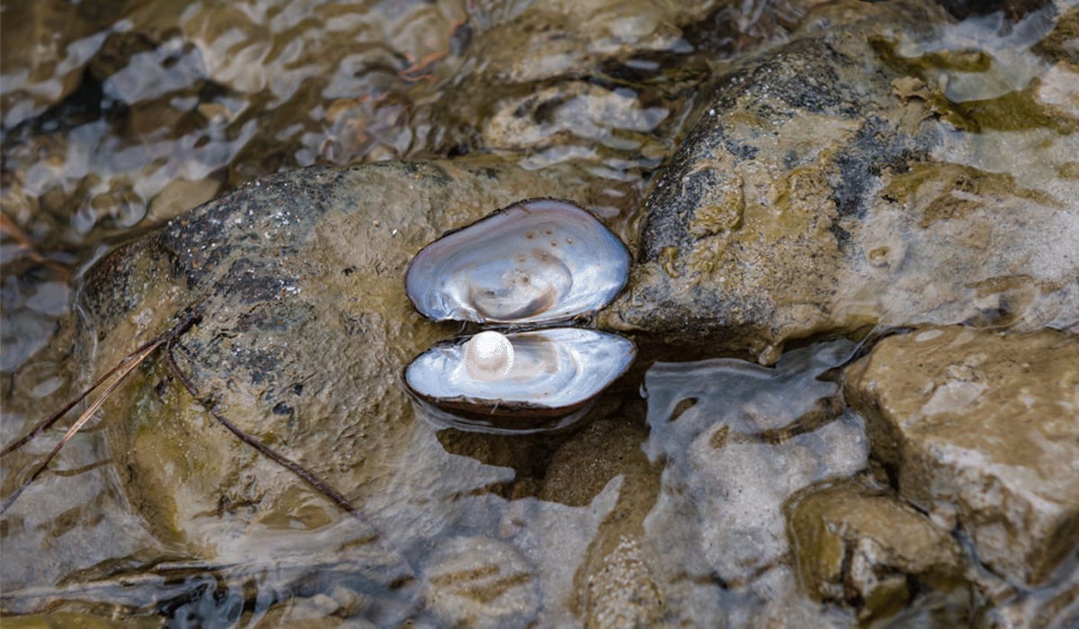 Eden Pearl jewellery in Seychelles